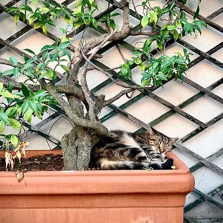 Bed & Breakfast Michelangelo